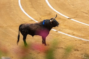 corrida-montdemarsan-2021
